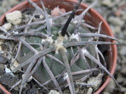 Gymnocalycium armatum LH1431 Pajcho centro, Tarija, pot 5,5 cm - 12402956