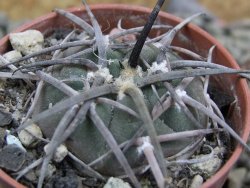 Gymnocalycium armatum LH1431 Pajcho centro, Tarija, pot 5,5 cm - 12402957