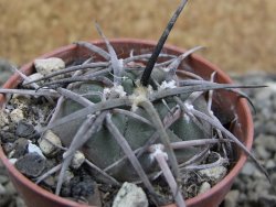 Gymnocalycium armatum LH1431 Pajcho centro, Tarija, pot 5,5 cm - 12402958