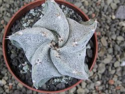 Astrophytum ornatum X Onzuko, pot 5,5 cm - 12402969