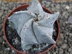 Astrophytum ornatum X Onzuko, pot 5,5 cm - 12402970