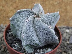 Astrophytum ornatum X Onzuko, pot 5,5 cm