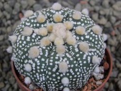 Astrophytum Hanazano Kabuto B  pot 5,5 cm - 12402976