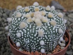 Astrophytum Hanazano Kabuto B  pot 5,5 cm