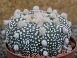 Astrophytum Hanazano Kabuto B  pot 5,5 cm - 12402978