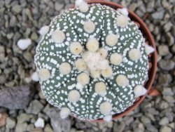 Astrophytum Hanazano Kabuto B  pot 5,5 cm - 12402979