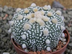 Astrophytum Hanazano Kabuto B  pot 5,5 cm - 12402980
