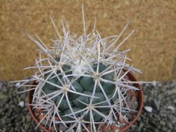 Coryphantha poselgeriana valida El Hundido pot 10,5 cm - 12402986