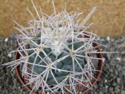 Coryphantha poselgeriana valida El Hundido pot 10,5 cm - 12402987