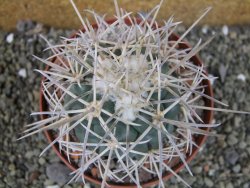 Coryphantha poselgeriana valida El Hundido pot 10,5 cm - 12402988