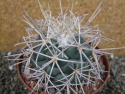 Coryphantha poselgeriana valida El Hundido pot 10,5 cm