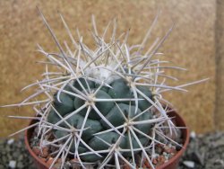Coryphantha poselgeriana valida El Hundido pot 10,5 cm - 12402990
