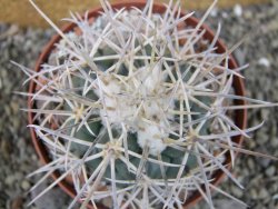 Coryphantha poselgeriana valida El Hundido pot 10,5 cm - 12402991