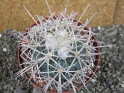 Coryphantha poselgeriana valida El Hundido pot 10,5 cm - 12402992