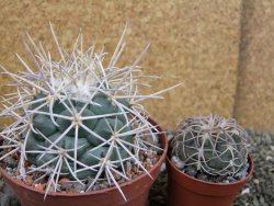 Coryphantha poselgeriana valida El Hundido pot 10,5 cm - 12402993
