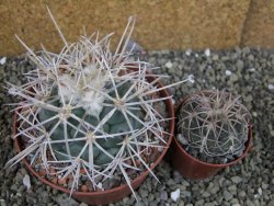 Coryphantha poselgeriana valida El Hundido pot 10,5 cm - 12402994
