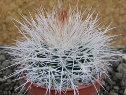 Parodia roseoalba nad San Pedro, pot 5,5 cm