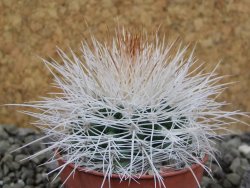 Parodia roseoalba nad San Pedro, pot 5,5 cm - 12403003