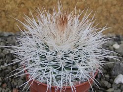 Parodia roseoalba nad San Pedro, pot 5,5 cm - 12403004