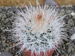 Parodia roseoalba nad San Pedro, pot 5,5 cm - 12403005