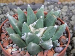 Ariocarpus retusus scapharostroides Cerritos pot 6,5 Cites IA - 12403006