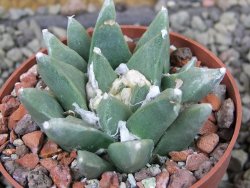 Ariocarpus retusus scapharostroides Cerritos pot 6,5 Cites IA - 12403007