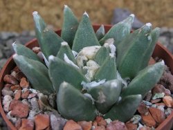 Ariocarpus retusus scapharostroides Cerritos pot 6,5 Cites IA