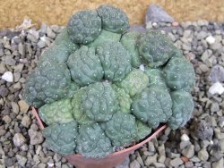 Puna bonniae inermis, pot 6,5 cm