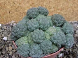 Puna bonniae inermis, pot 6,5 cm - 12403010