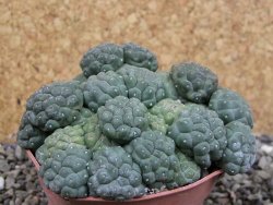 Puna bonniae inermis, pot 6,5 cm - 12403011