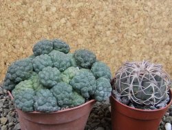 Puna bonniae inermis, pot 6,5 cm - 12403013