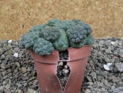 Puna bonniae inermis, pot 6,5 cm - 12403014