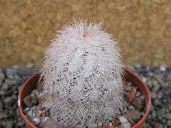 Echinocereus reichenbachii albispinus x bayleyi pot 6,5 cm