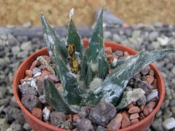 Ariocarpus trigonus horacekii Jaumave, Tam. pot 5,5 cm - 12403032