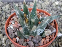 Ariocarpus trigonus horacekii Jaumave, Tam. pot 5,5 cm - 12403033