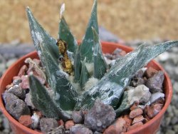 Ariocarpus trigonus horacekii Jaumave, Tam. pot 5,5 cm