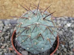 Tephrocactus geometricus pot 5,5 cm - 12403039
