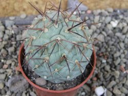 Tephrocactus geometricus pot 5,5 cm