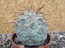 Tephrocactus geometricus pot 5,5 cm - 12403041