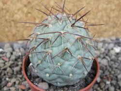 Tephrocactus geometricus pot 5,5 cm - 12403042