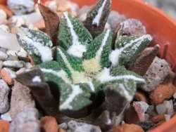 Ariocarpus kotschoubeyanus elephantidens Vista Hermosa pot 5,5 cm - 12403051