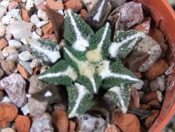 Ariocarpus kotschoubeyanus elephantidens Vista Hermosa pot 5,5 cm - 12403052
