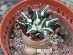 Ariocarpus kotschoubeyanus elephantidens Vista Hermosa pot 5,5 cm