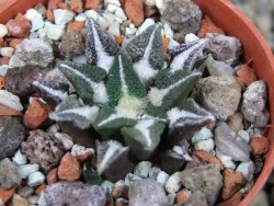 Ariocarpus kotschoubeyanus elephantidens Vista Hermosa pot 5,5 cm - 12403054