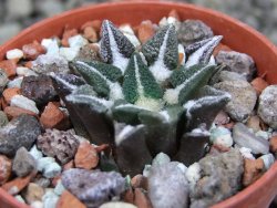 Ariocarpus kotschoubeyanus elephantidens Vista Hermosa pot 5,5 cm - 12403055