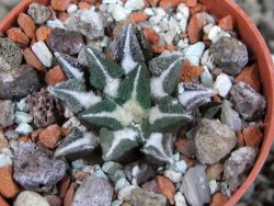 Ariocarpus kotschoubeyanus elephantidens Vista Hermosa pot 5,5 cm - 12403056