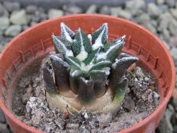 Ariocarpus kotschoubeyanus elephantidens Vista Hermosa pot 5,5 cm - 12403057