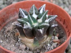 Ariocarpus kotschoubeyanus elephantidens Vista Hermosa pot 5,5 cm