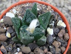 Ariocarpus fissuratus hintonii Matehuala pot 5,5 cm Cites IA - 12403063