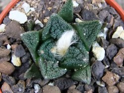 Ariocarpus fissuratus hintonii Matehuala pot 5,5 cm Cites IA